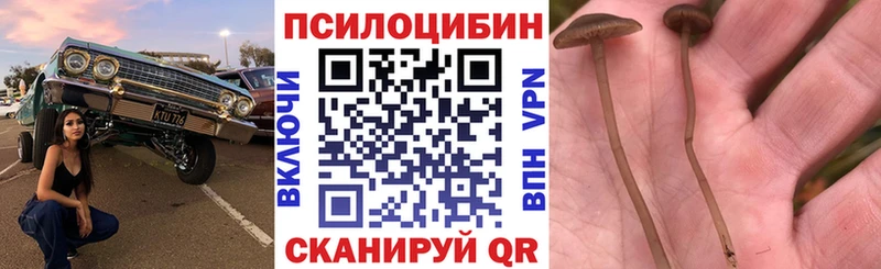 Псилоцибиновые грибы Psilocybine cubensis  Бузулук 